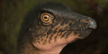 PHOTOS: 67-million-year-old dinosaur bone found under Colorado museum