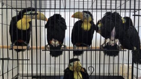 Man charged with smuggling toucans across U.S.-Mexico border