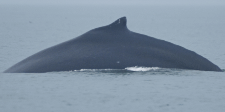 Park service seeks sleuths after unknown vessel collides with humpback whale