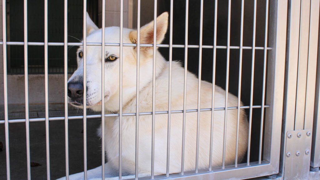 More Pets Available for Adoption at OC Animal Care As Viewing Hours Expand