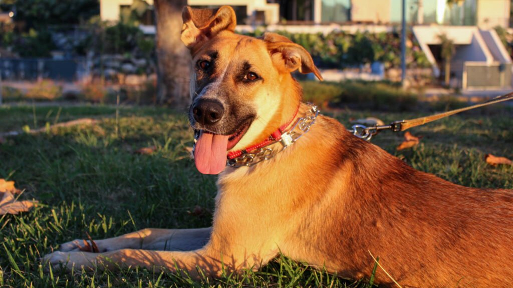 A Look at Orange County’s German Shepherd Rescue