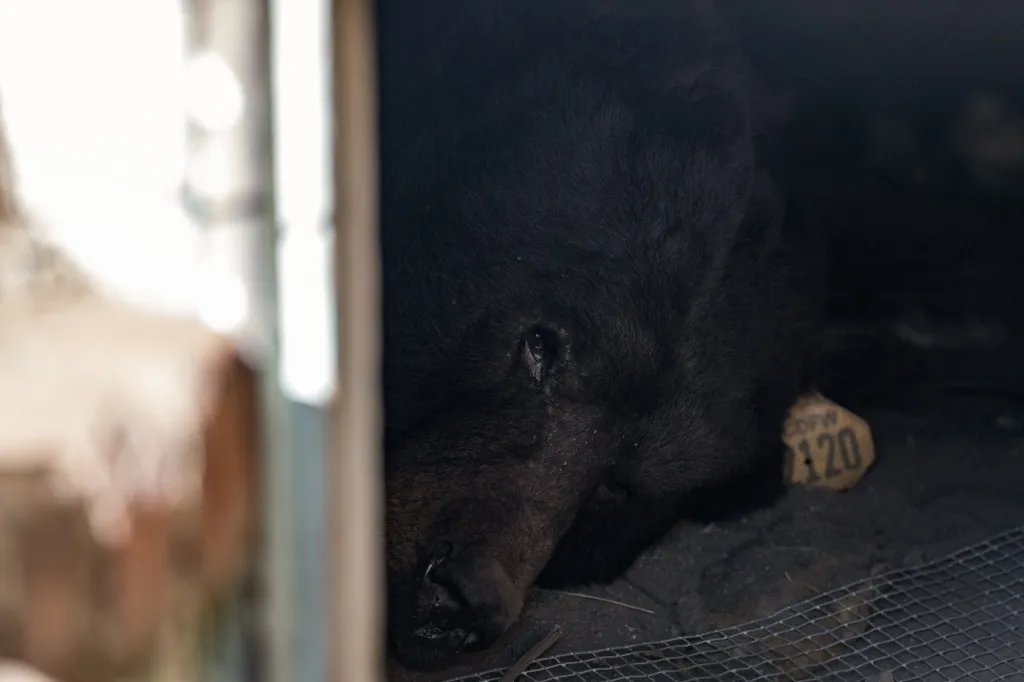 550-pound bear settles in beneath an Altadena home, thwarting creative efforts to move him out – Orange County Register