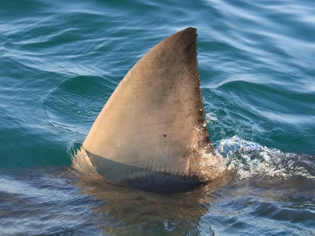 Sharks Encountered Off OC Coast Prompts Warning