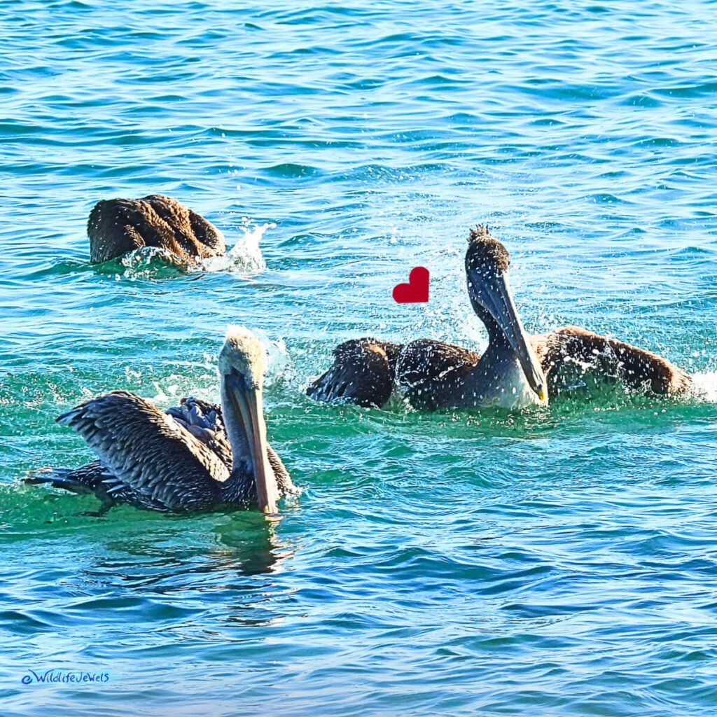 birds on water