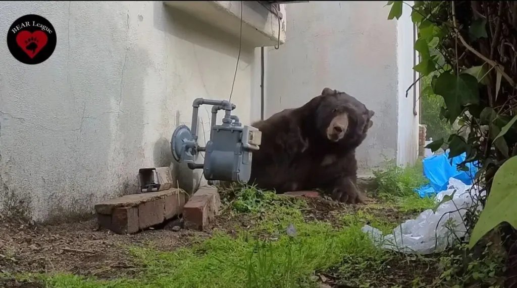 After bear removed from Altadena home, nearby resident has same problem – Orange County Register