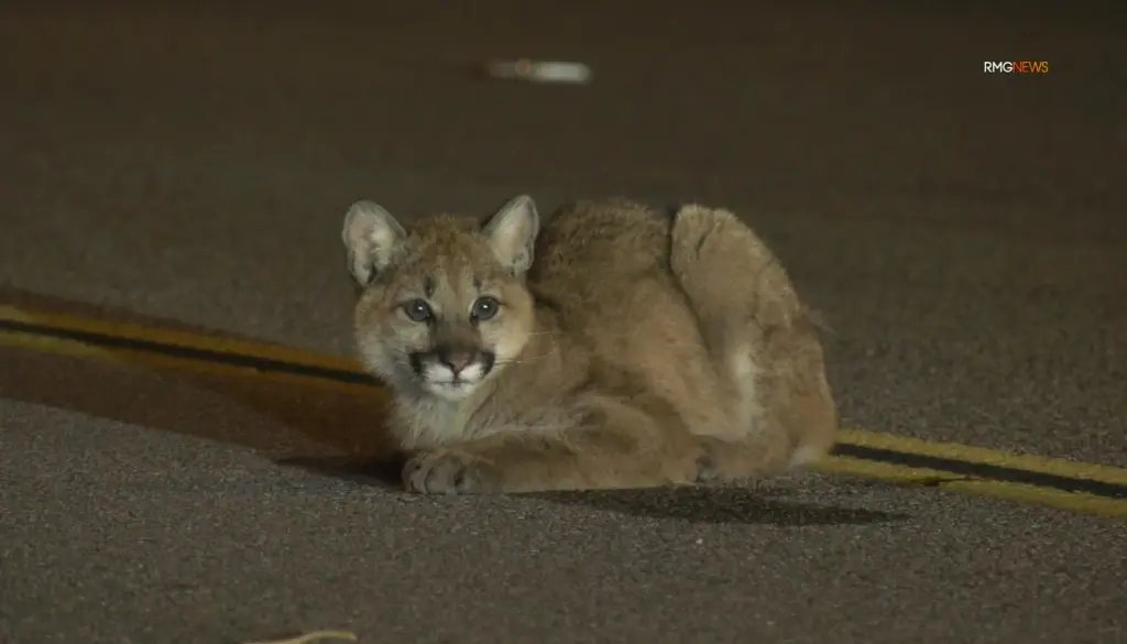 Injured cougar cub found on Castaic road is on the mend – Orange County Register