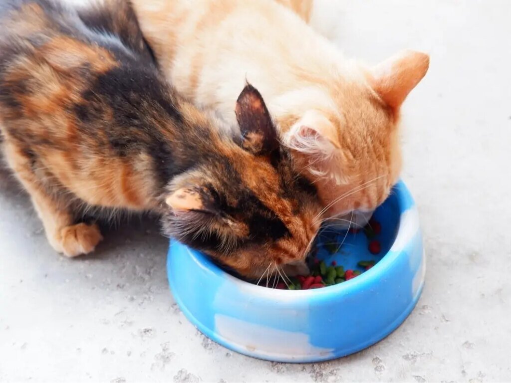 100+ Cats Seized From OC Home: Report