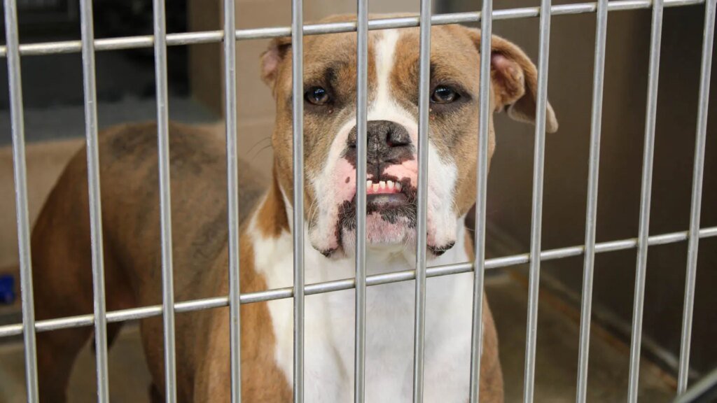 Another Look At Some Pets Available For Adoption at OC Animal Care