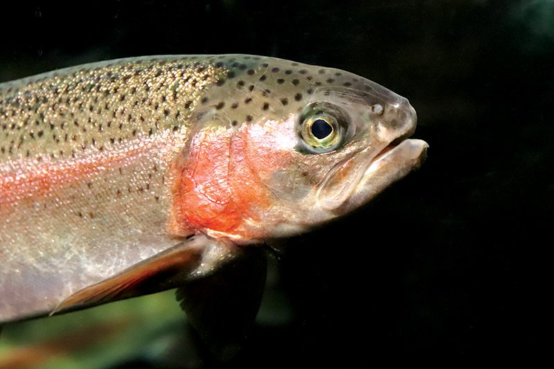 SoCal High School Becomes Emergency Refuge for Endangered Steelhead Trout SoCal High School Becomes Emergency Refuge for Endangered Steelhead Trout