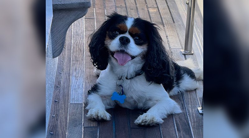 Dog Aboard: Meet Oliver! | The Log