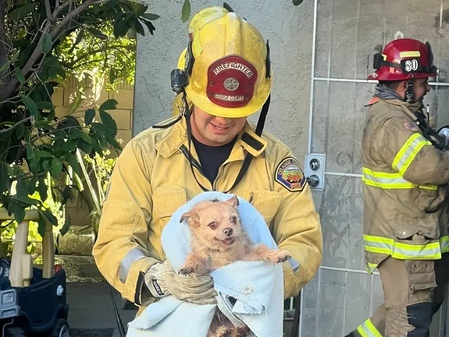 Dog Rescued from Apartment Fire in Orange County Patch News