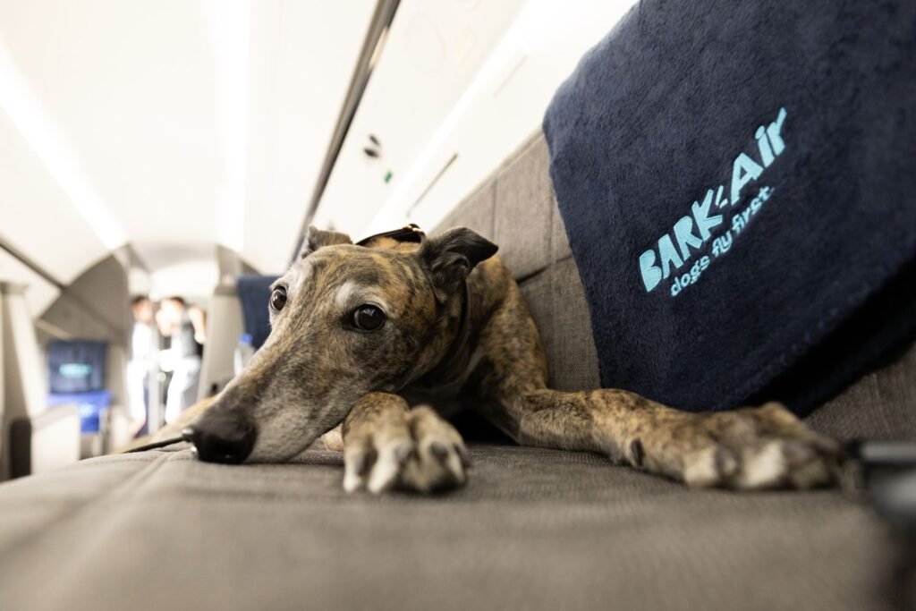 Bark Air Is Adding 4 New European Routes for Dogs and Their Humans in 2026