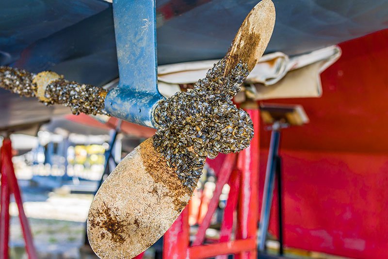Division of Boating and Waterways Opens Grant Program to Prevent Quagga and Zebra Mussel Spread