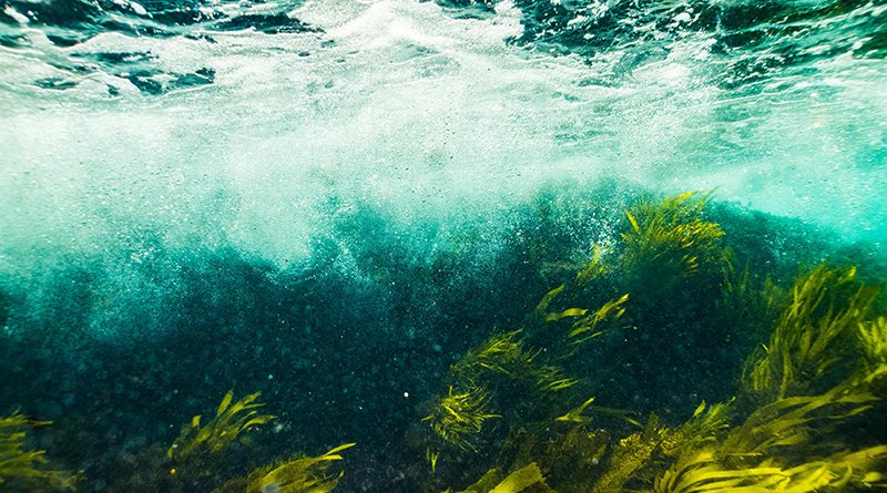 Emergency Groundfish Rule Brings Welcome Relief to West Coast Fleet