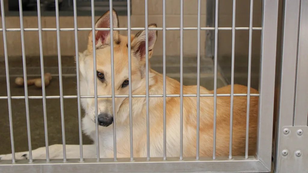 These Homeless Pets Are Available For Adoption at OC Animal Care