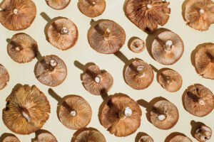 Inside the Reishi Revival – NewBeauty Inside the Reishi Revival - NewBeauty
