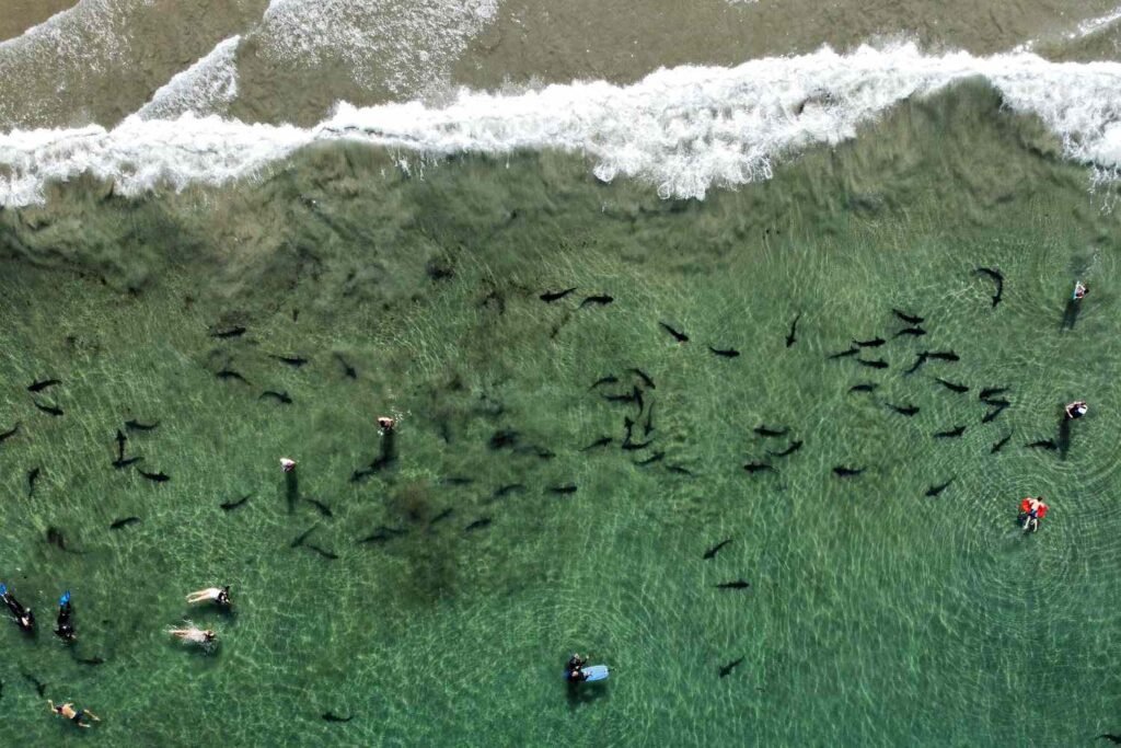 Swimming With Leopard Sharks in La Jolla
