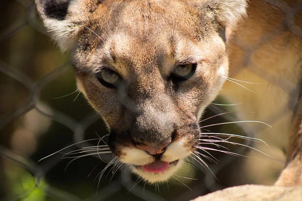 Ortega Highway Lacks Fencing, Claims Lives of Two Mountain Lions Lack of Fencing Along Ortega Highway Kills Two More Mountain Lions in OC