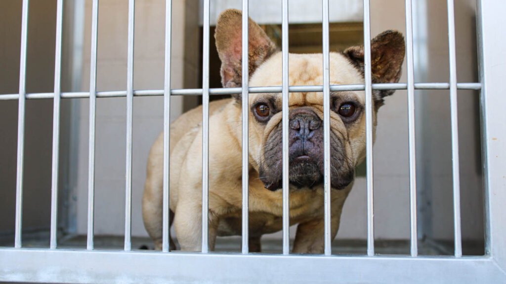 These Homeless Cats and Dogs Are Available For Adoption at OC Animal Care