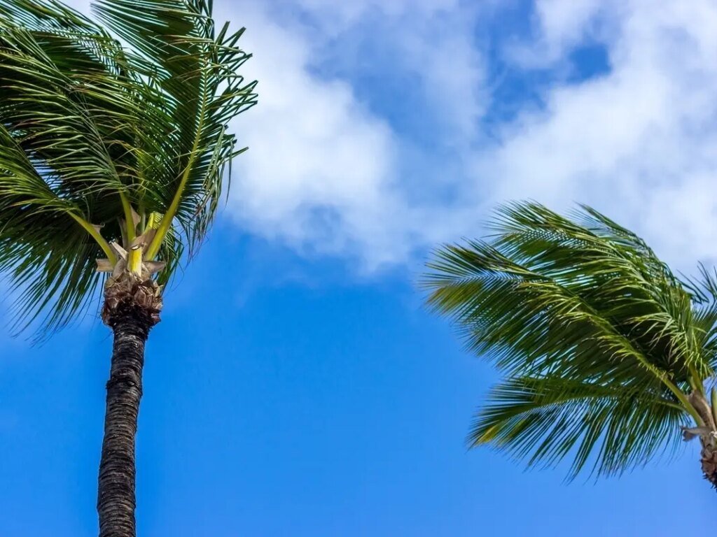 Downed Light Pole Hits Elderly Woman At Disneyland, Injures Others