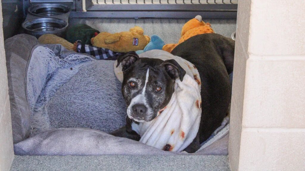 OC Animal Care Expands Adoption Opportunities for Shelter Pets More Shelter Pets at OC Animal Care Are Available For Adoption