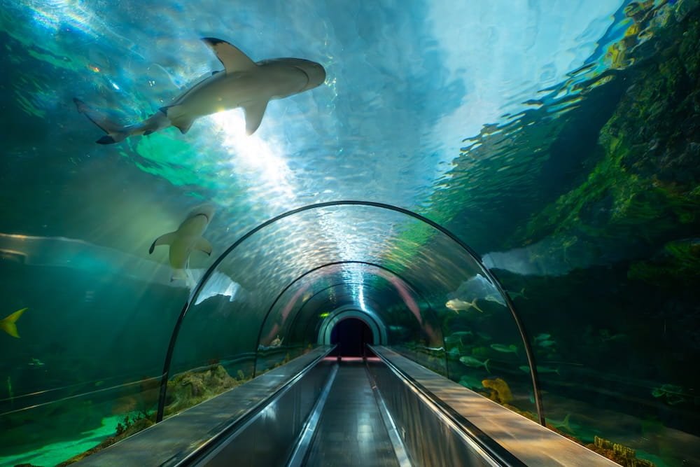 Run With the Tides: Inside SeaWorld San Diego’s Fins & Flippers 5K