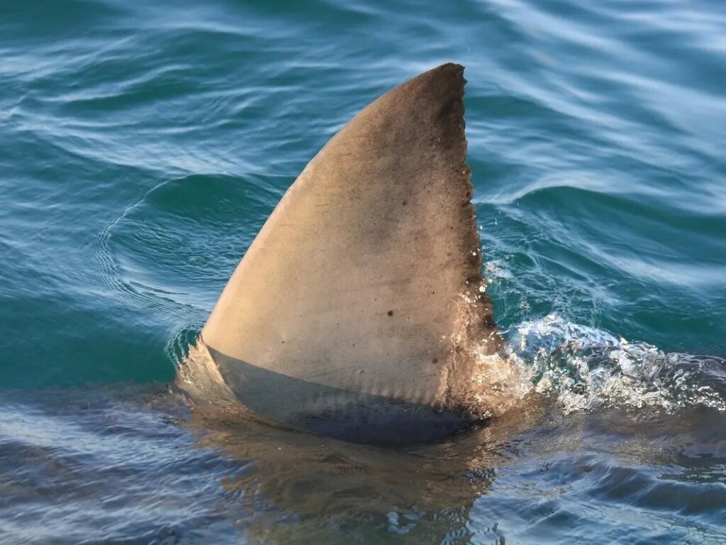 Aggressive Shark Crashes OC Surf Competition, Shutting Down Contest