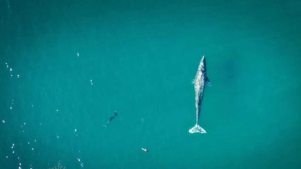 Best Places to Go Whale Watching in California