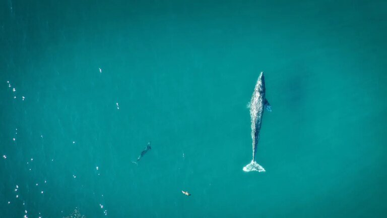 Whale Watching Hotspots: Top California Destinations for Marine Encounters Best Places to Go Whale Watching in California