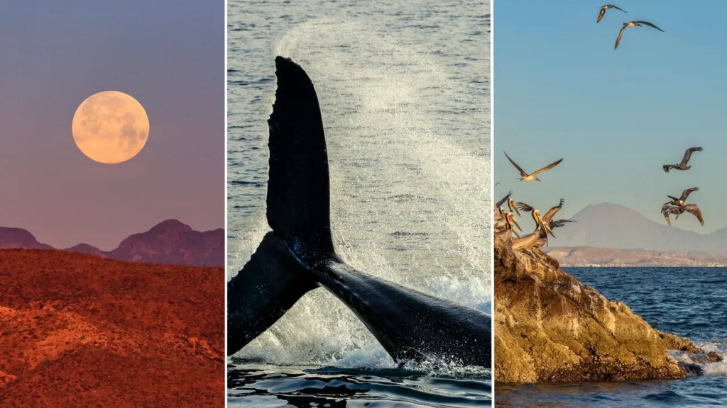 Watching People Watch Whales in Baja California's Sea of Cortez