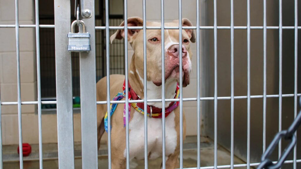 Dozens of Dogs and Cats Available For Adoption at Orange County’s Animal Shelter