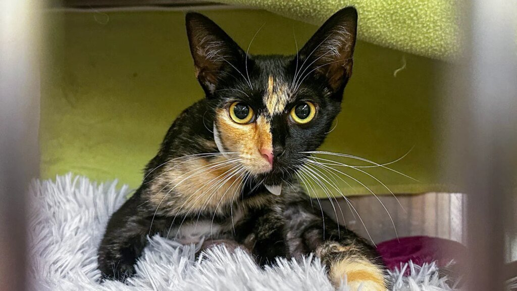 OC Animal Care Filling Up With Cats and Kittens As Summer Approaches