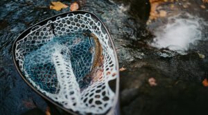 Trout Season Opens Across California as Southern California, Anglers Look Local