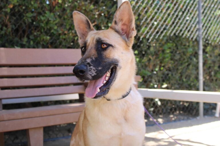 ‘Wild Tunes’ Program Brings Music to Mission Viejo Animal Shelter